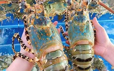 Xuất khẩu tôm hùm Việt Nam 10 tháng đạt kỷ lục 712 triệu USD