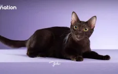 Thái Lan công nhận mèo Thái là một phần bản sắc quốc gia