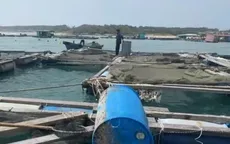 Lâm Đồng: Hàng tấn hải sản nuôi lồng bè ở Phú Quý bị trôi ra biển sau bão số 15
