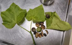 Ba trẻ nhập viện sau khi ăn hạt dầu mè mọc hoang