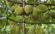 Giá sầu riêng tăng vọt