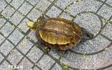 Nghệ An: Thả cá thể rùa hộp trán vàng quý hiếm về môi trường tự nhiên