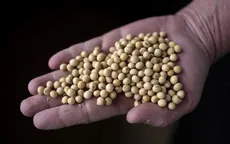 Mỹ tăng tốc xuất khẩu đậu tương sang Trung Quốc
