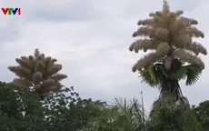 Cây cọ quý hiếm ở Brazil nở hoa một lần trong đời