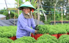 Hơn 1.000 giống hoa sẽ được trưng bày tại Festival Hoa - Kiểng Sa Đéc lần 2