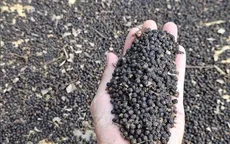 Xuất khẩu hồ tiêu 11 tháng thu về hơn 1,5 tỷ USD