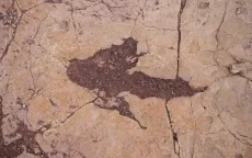 16.600 dấu chân hóa thạch ở Bolivia hé lộ hành vi của khủng long