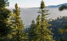 Không khí Giáng sinh sớm tại trang trại thông California