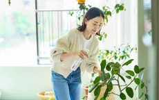 Cây trong nhà và sức khỏe hô hấp