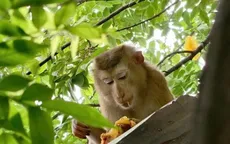 Bé gái 7 tuổi bị khỉ hoang tấn công gây thương tích