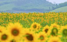 Cánh đồng hướng dương của TH đón khách từ 16/12/2025