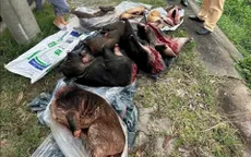 Dừng xe khách ở hầm Hải Vân, phát hiện hàng chục cá thể động vật rừng đông lạnh