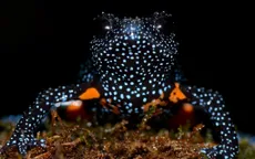 Ếch “thiên hà” biến mất vì các nhiếp ảnh gia làm xáo trộn môi trường sống