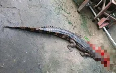 Vụ cá sấu sổng chuồng cắn người: Chủ bị phạt 315 triệu đồng