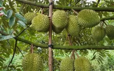 Thí điểm truy xuất nguồn gốc trái sầu riêng