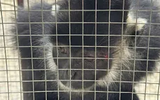 Bắt cá thể Voọc tấn công người ở Quảng Trị