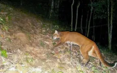 Nghệ An: Lần đầu tiên bẫy ảnh phát hiện beo lửa đặc biệt quý hiếm