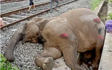 Đoàn tàu tại Ấn Độ đâm vào đàn voi khiến 7 con chết tại chỗ