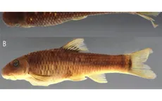 Cá và ong Việt Nam nằm trong số 70 loài sinh vật mới của năm 2025