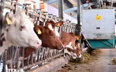 Trung Quốc áp thuế chống trợ cấp lên tới 42,7% với sản phẩm sữa của EU