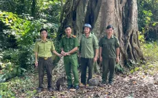 Đồng Nai: Người dân tự giác giao nộp khỉ cộc, tê tê quý hiếm để thả về rừng