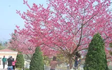 Sa Pa vào mùa hoa anh đào