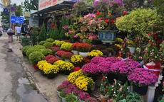 TP Hồ Chí Minh: Hoa, kiểng Tết đã về phố