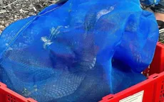 Phát hiện xe khách chở gần 1 tấn rắn hổ mang