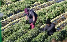 Hàn Quốc thông báo tăng tuyển dụng lao động thời vụ nước ngoài