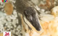 Nuôi cá sấu làm thú cưng - thú vui mới tại Australia