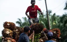 Dầu cọ thắng thế trong thỏa thuận Mỹ - Indonesia