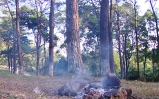 Nguy cơ cháy rừng từ việc đốt lửa trại