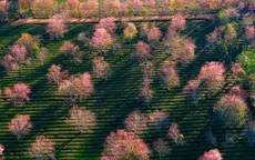 Lâm Đồng: Mai anh đào Cầu Đất nở sớm, báo hiệu Tết về trên phố núi