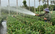 Làng hoa Đắk Lắk gượng dậy sau lũ để kịp vào vụ Tết Nguyên Đán