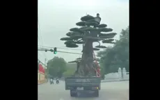 Chở cây cảnh "quá khổ": Tài xế bị xử phạt 39 triệu đồng, trừ 2 điểm giấy phép lái xe