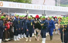 Hội thi Hoa hậu Bò sữa Mộc Châu có tân Hoa hậu