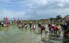 Lễ hội xuống đồng 2026: Khách Tây hào hứng cưỡi trâu, "lội bùn" cấy lúa