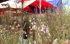 Chợ hoa Hà Nội rộn sắc xuân