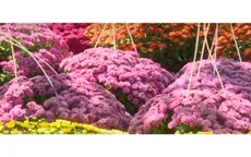 Hoa Tết xuống phố, nhà vườn TP Hồ Chí Minh tất bật vào vụ