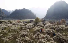 Mộc Châu vào mùa hoa mận: Sắc trắng tinh khôi níu chân du khách