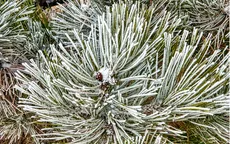 Khi sương muối xuất hiện, mối nguy sức khỏe nào đi kèm? 