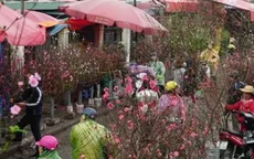 Hoa đào xuống phố sớm