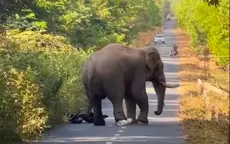 Đồng Nai: Voi rừng “ngà lệch” xuất hiện trên đường, người dân tháo chạy