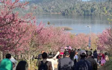 Điện Biên: Hơn 300.000 gốc anh đào khoe sắc rực rỡ giữa lòng hồ Pá Khoang