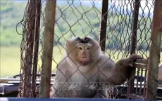 Lâm Đồng thả hàng trăm cá thể động vật hoang dã về môi trường tự nhiên