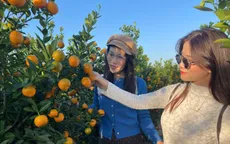 Đà Nẵng: "Thủ phủ" quất cảnh Cẩm Hà chạy đua nước rút đón Tết Bính Ngọ