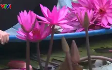 Sinh kế bền vững từ du lịch rừng tràm