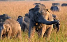 Ấn Độ truy tìm voi một ngà sau vụ voi tấn công khiến 22 người thiệt mạng ở Jharkhand