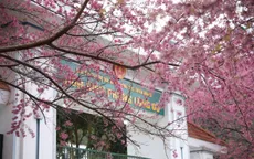 Ngắm mai anh đào nở rực hồng nơi "địa đầu" Lũng Cú