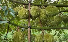 Xuất khẩu rau quả sang Trung Quốc cao kỷ lục